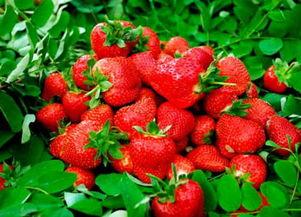 草莓 精彩爆料视频大全,精彩爆料视频大盘点