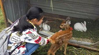 狍子先生爆料视频播放在线观看,独家解析幕后真相 第3张 狍子先生爆料视频播放在线观看,独家解析幕后真相 第3张